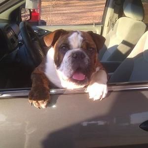 Meet your Posher, Thomas